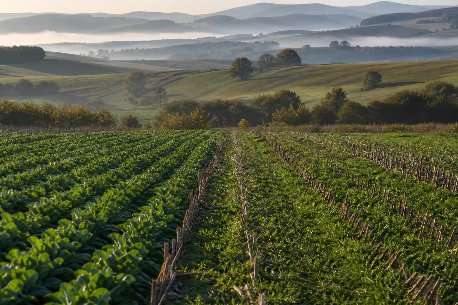 Vizual editorial pentru articolul „Agricultură sustenabilă și durabilă: ce înseamnă pentru fermă”
