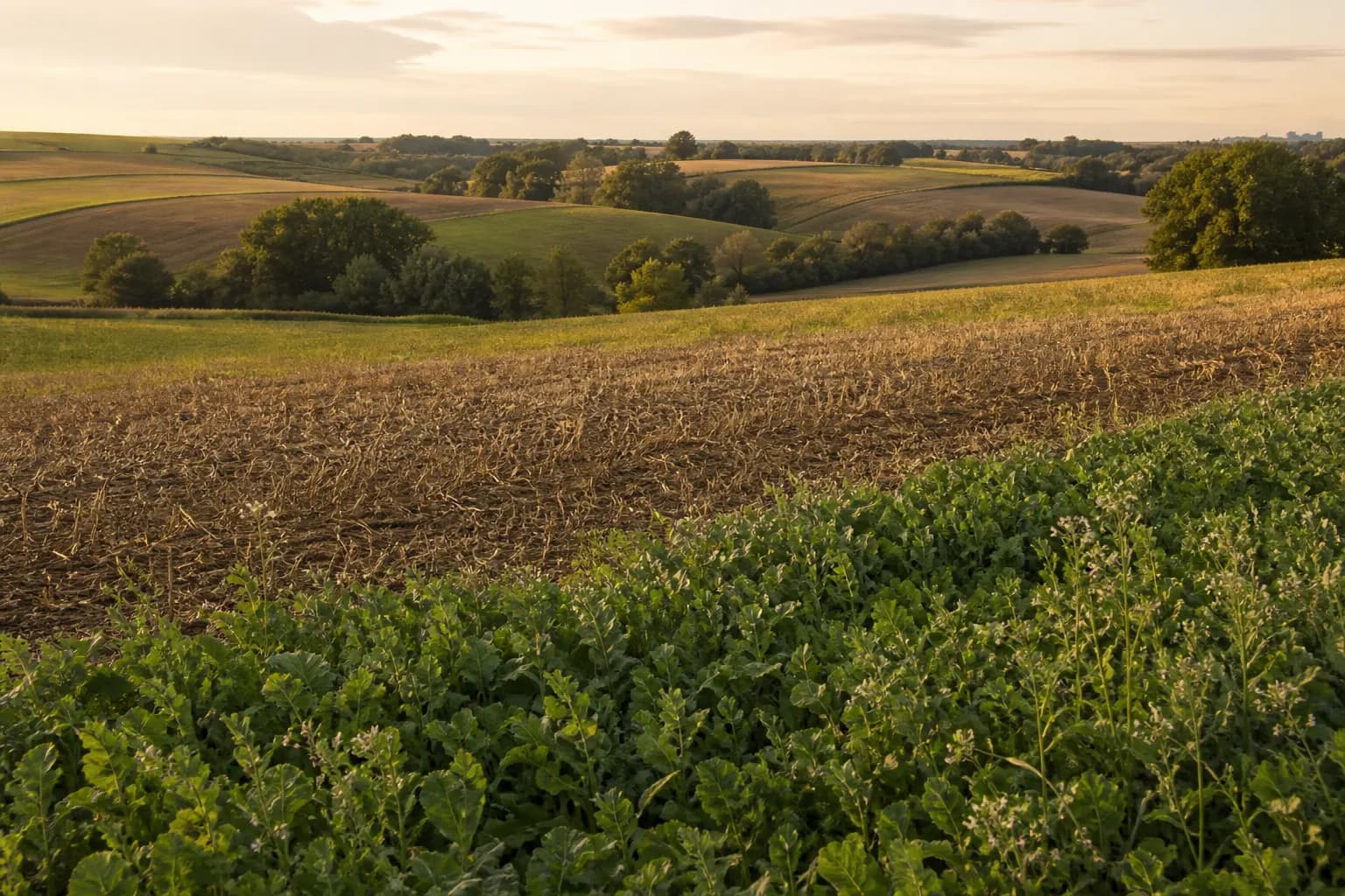 Vizual editorial pentru articolul „Agricultură ecologică vs agricultură regenerativă: ce diferă, ce se suprapune”